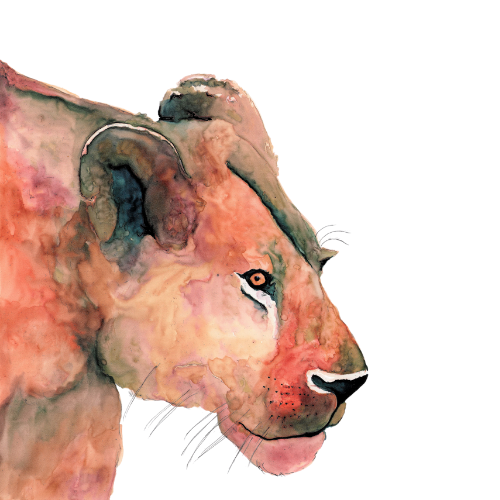 Lioness