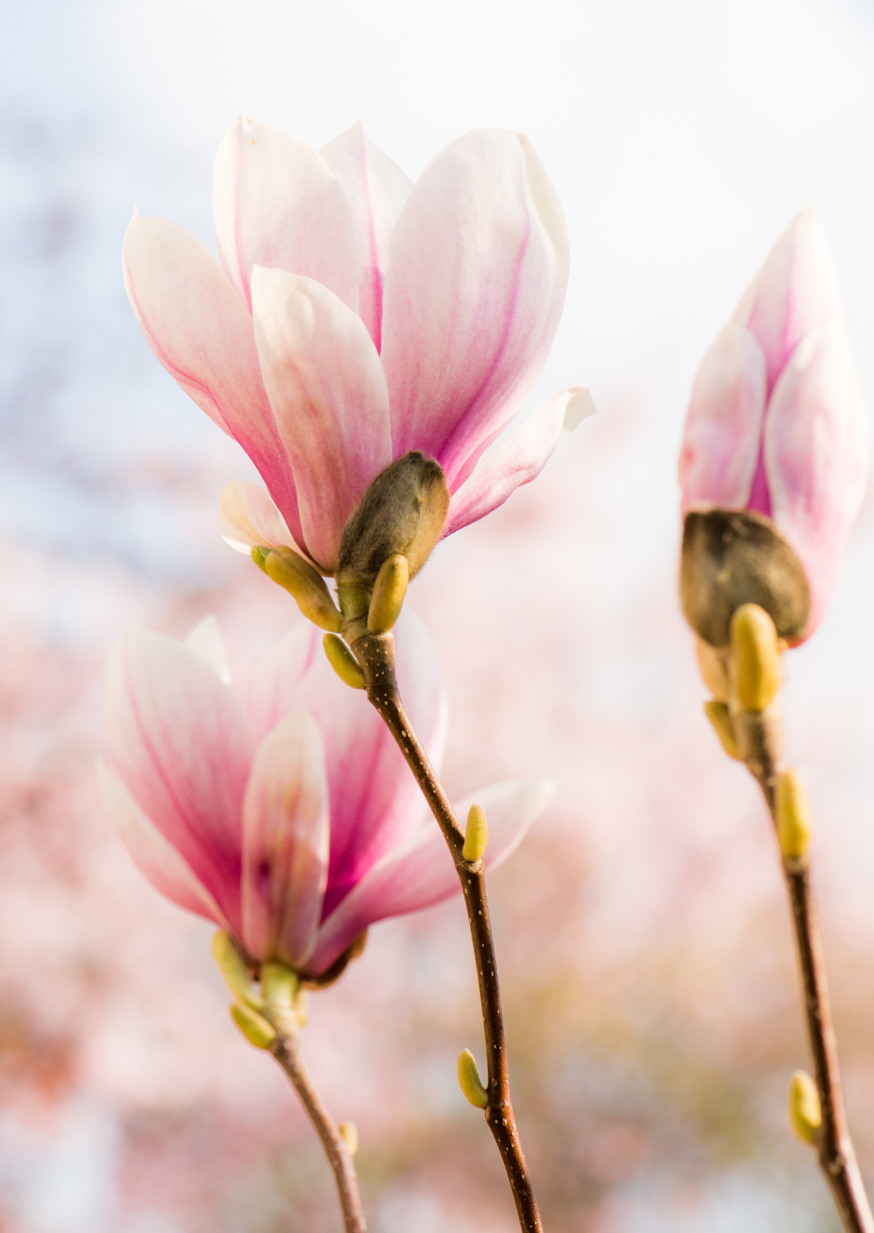 blossom