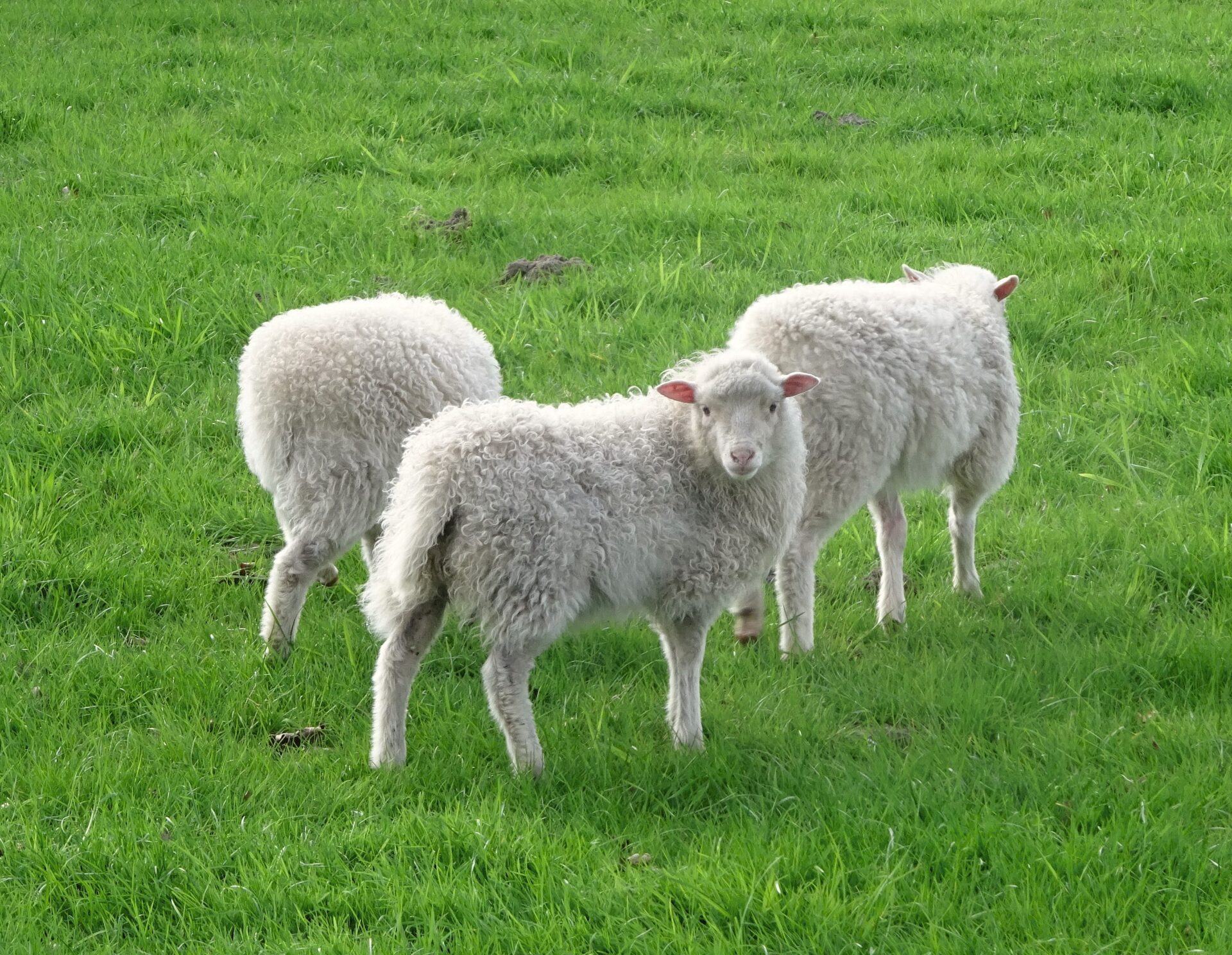 Drei Schafe auf einer grünen Wiese